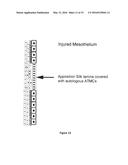 USE OF MESOTHELIAL CELLS IN TISSUE BIOENGINEERING AND ARTIFICIAL TISSUES diagram and image