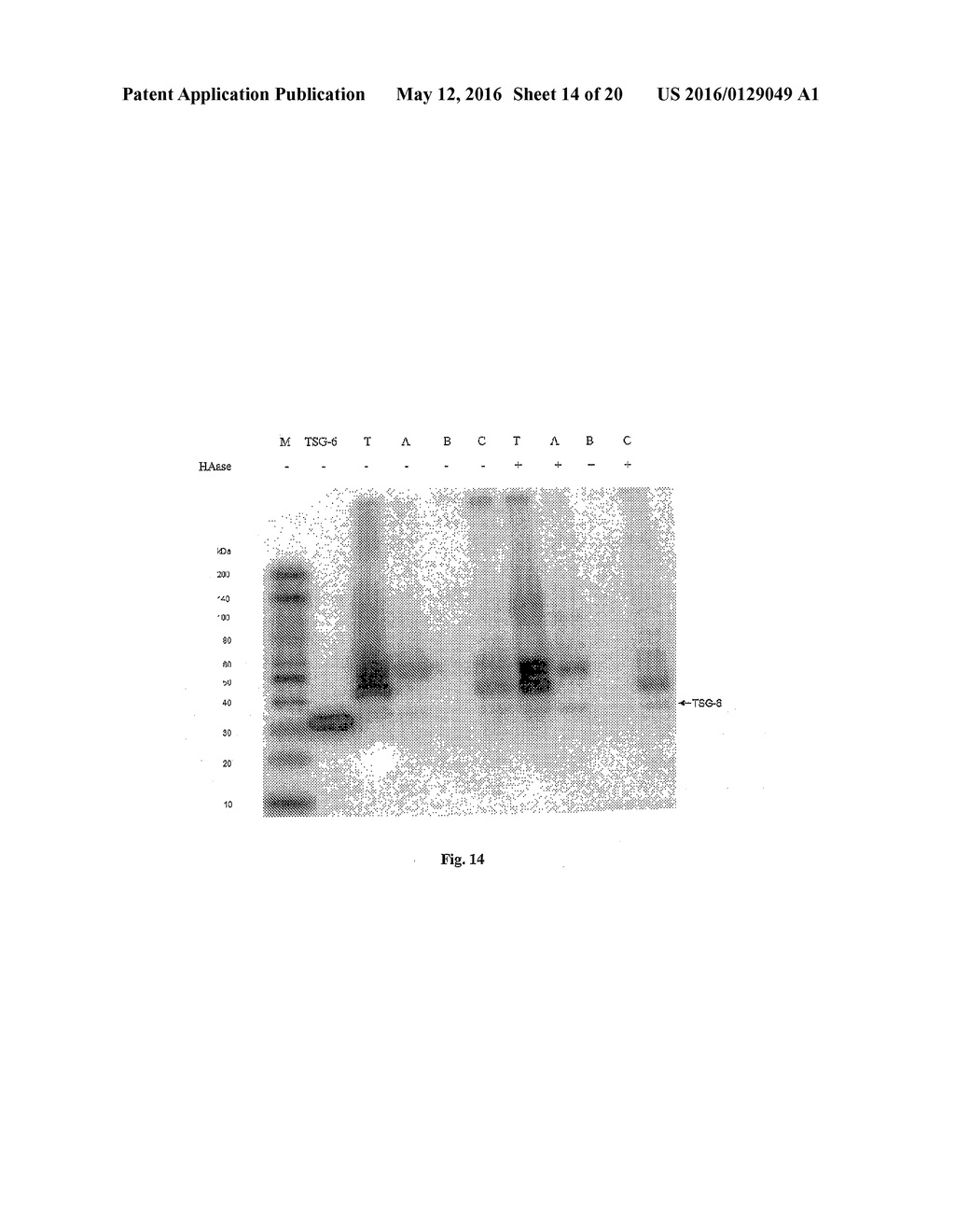 PURIFIED AMNIOTIC MEMBRANE COMPOSITIONS AND METHODS OF USE - diagram, schematic, and image 15