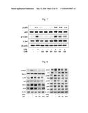 LACTOBACILLUS BREVIS G-101 STRAIN AND USE THEREOF diagram and image