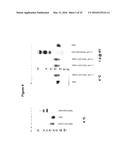 Derivatisation of Erythropoietin (EPO) diagram and image