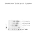 Derivatisation of Erythropoietin (EPO) diagram and image