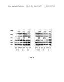 OLIGO-BENZAMIDE COMPOUNDS AND THEIR USE diagram and image