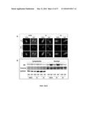 OLIGO-BENZAMIDE COMPOUNDS AND THEIR USE diagram and image