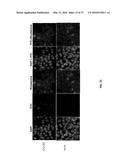 OLIGO-BENZAMIDE COMPOUNDS AND THEIR USE diagram and image