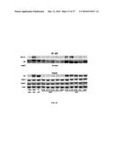 OLIGO-BENZAMIDE COMPOUNDS AND THEIR USE diagram and image