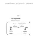 Macrocyclic proteasome inhibitors diagram and image