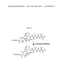 Macrocyclic proteasome inhibitors diagram and image