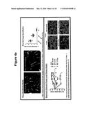 SMALL MOLECULE INHIBITORS OF FIBROSIS diagram and image