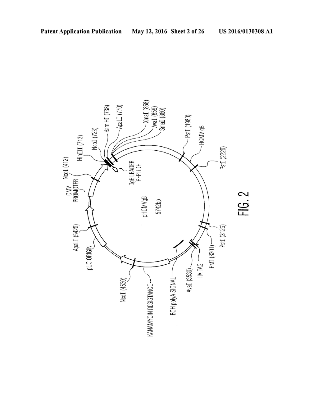 Nucleic Acid Molecules Encoding Novel Herpes Antigens, Vaccine Comprising     The Same, And Methods Of Use Thereof - diagram, schematic, and image 03