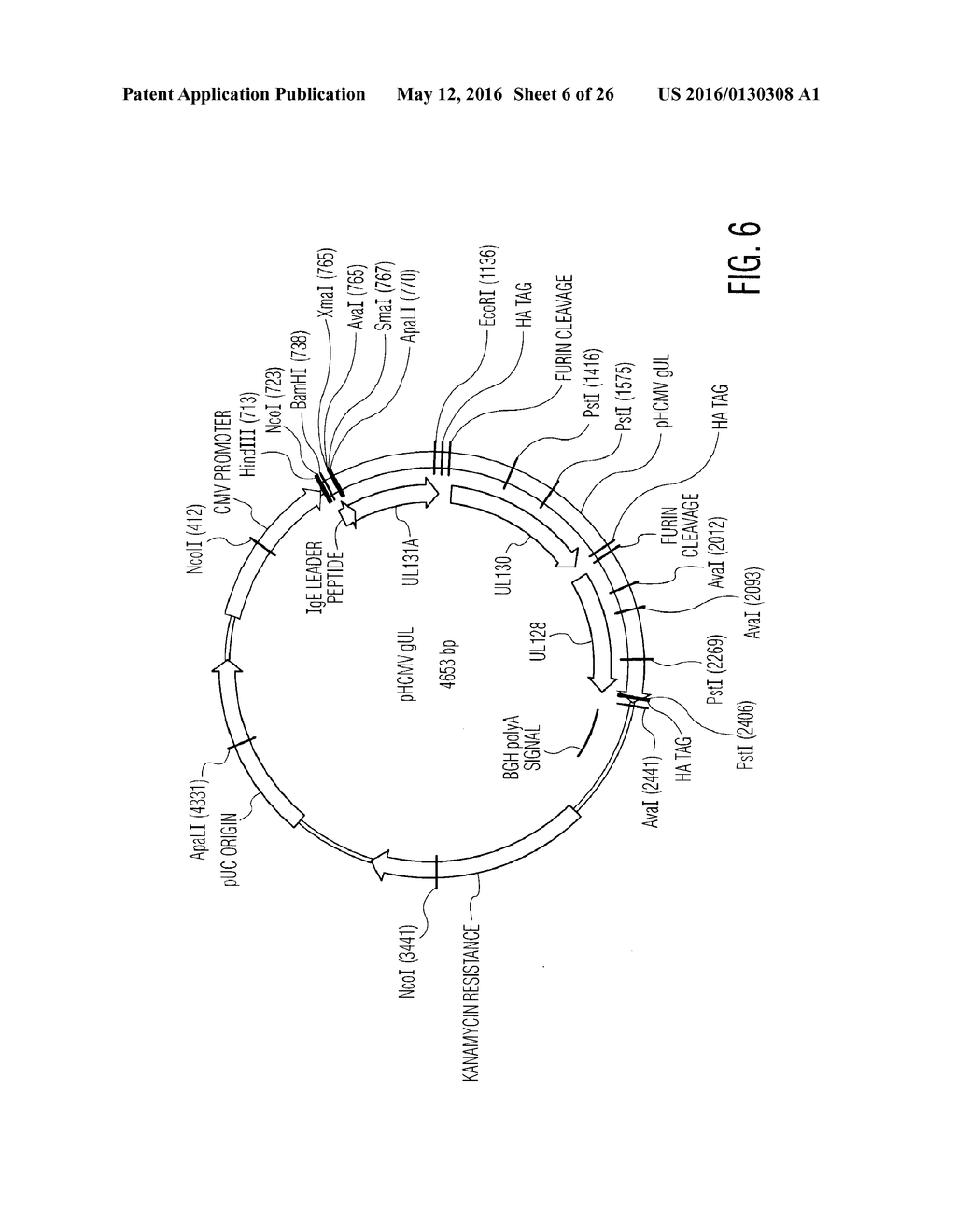 Nucleic Acid Molecules Encoding Novel Herpes Antigens, Vaccine Comprising     The Same, And Methods Of Use Thereof - diagram, schematic, and image 07