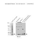 COMPOSITIONS AND METHODS RELATED TO RECOMBINANT ANTIBODIES TO HISTONE     POSTTRANSLATIONAL MODIFICATIONS diagram and image