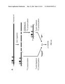 COMPOSITIONS AND METHODS RELATED TO RECOMBINANT ANTIBODIES TO HISTONE     POSTTRANSLATIONAL MODIFICATIONS diagram and image