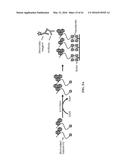 COMPOSITIONS AND METHODS RELATED TO RECOMBINANT ANTIBODIES TO HISTONE     POSTTRANSLATIONAL MODIFICATIONS diagram and image