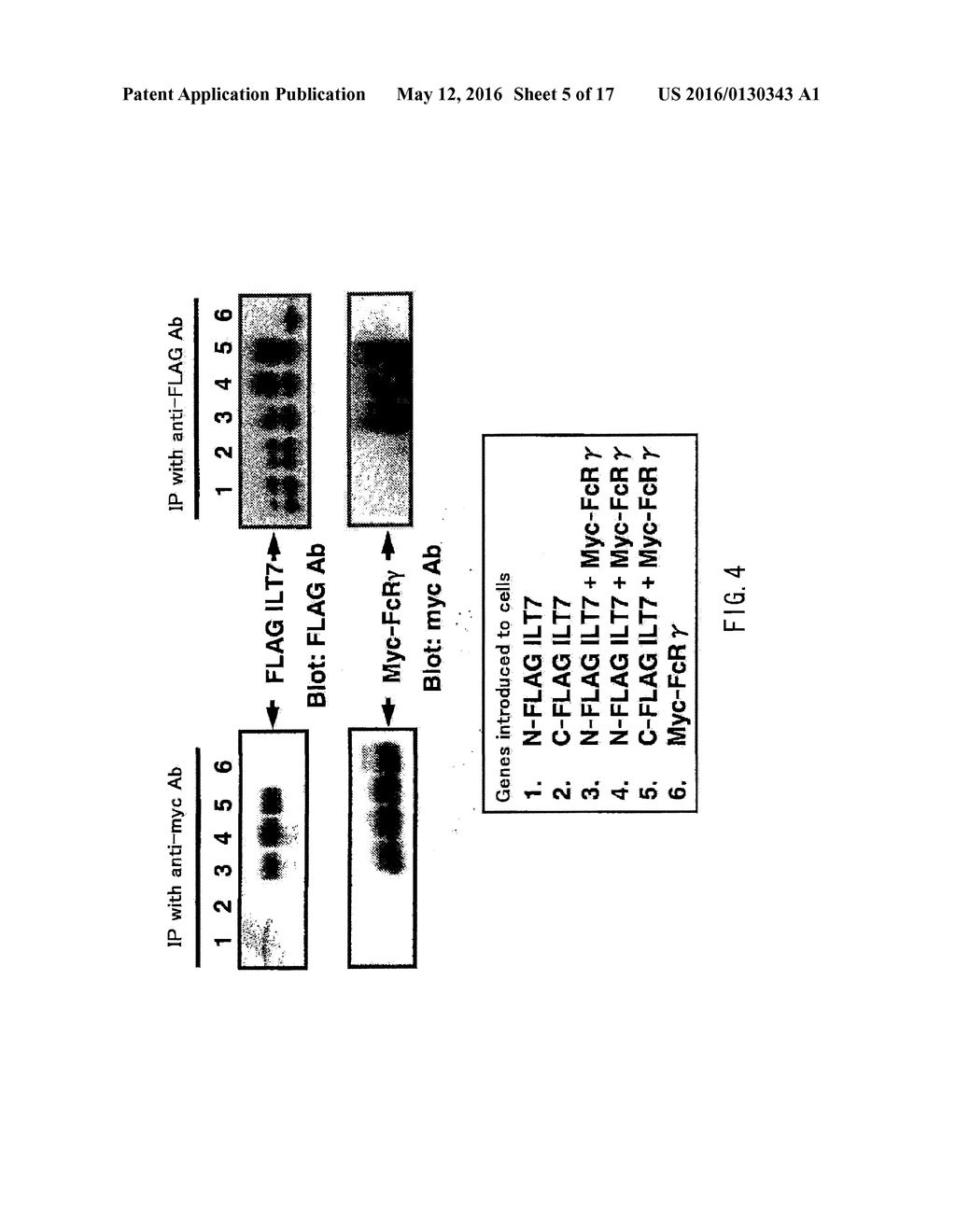 ANTI-ILT7 ANTIBODY - diagram, schematic, and image 06