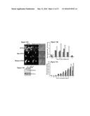RHAMM, A CO-RECEPTOR AND ITS INTERACTIONS WITH OTHER RECEPTORS IN CANCER     CELL MOTILITY AND THE IDENTIFICATION OF CANCER PROGNITOR CELL POPULATIONS diagram and image