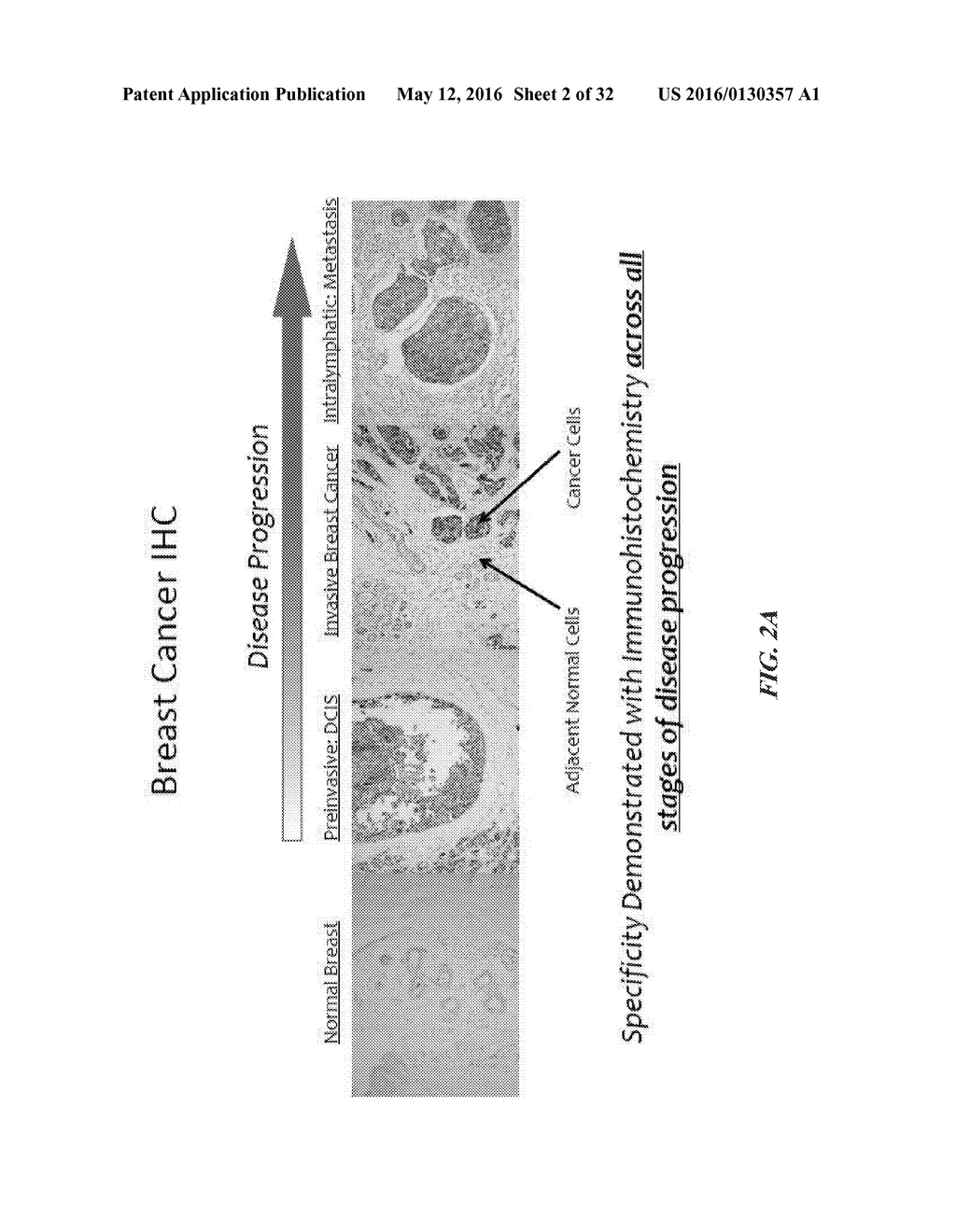 COMPOSITIONS COMPRISING CHIMERIC ANTIGEN RECEPTORS, T CELLS COMPRISING THE     SAME, AND METHODS OF USING THE SAME - diagram, schematic, and image 03