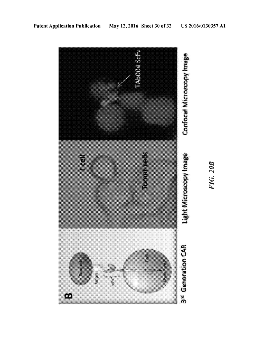 COMPOSITIONS COMPRISING CHIMERIC ANTIGEN RECEPTORS, T CELLS COMPRISING THE     SAME, AND METHODS OF USING THE SAME - diagram, schematic, and image 31