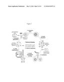 SCREENING OF NUCLEIC ACID AGENTS VIA PARTICLE DISPLAY diagram and image