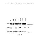 INTERFERING RNA MOLECULES diagram and image