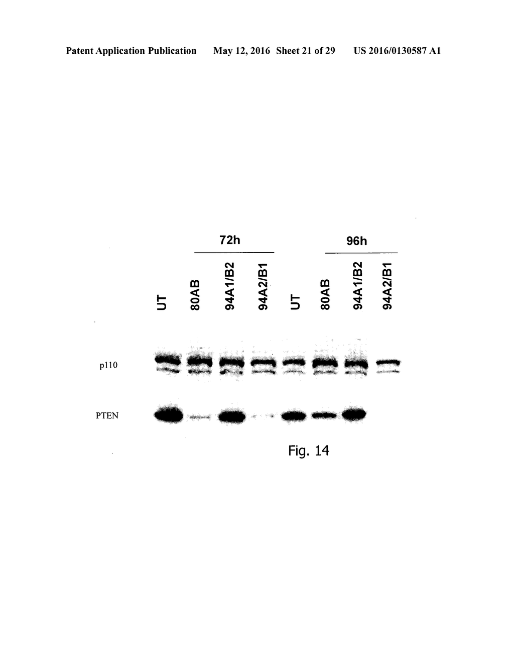 INTERFERING RNA MOLECULES - diagram, schematic, and image 22