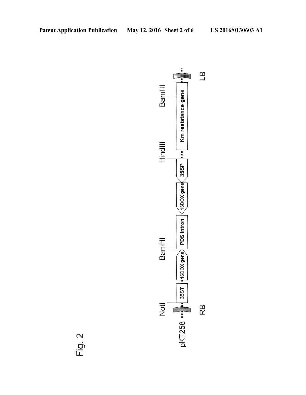 GENE ENCODING ENZYME THAT OXIDIZES POSITION 16 OF STEROID SKELETON AND     PLANT IN WHICH EXPRESSION LEVEL OF THE GENE IS LOWERED - diagram, schematic, and image 03