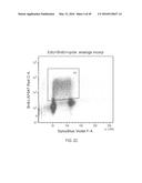 DUAL LABELING METHODS FOR MEASURING CELLULAR PROLIFERATION diagram and image