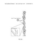 DUAL LABELING METHODS FOR MEASURING CELLULAR PROLIFERATION diagram and image