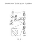 DUAL LABELING METHODS FOR MEASURING CELLULAR PROLIFERATION diagram and image