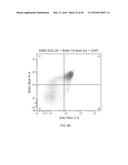 DUAL LABELING METHODS FOR MEASURING CELLULAR PROLIFERATION diagram and image