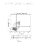 DUAL LABELING METHODS FOR MEASURING CELLULAR PROLIFERATION diagram and image