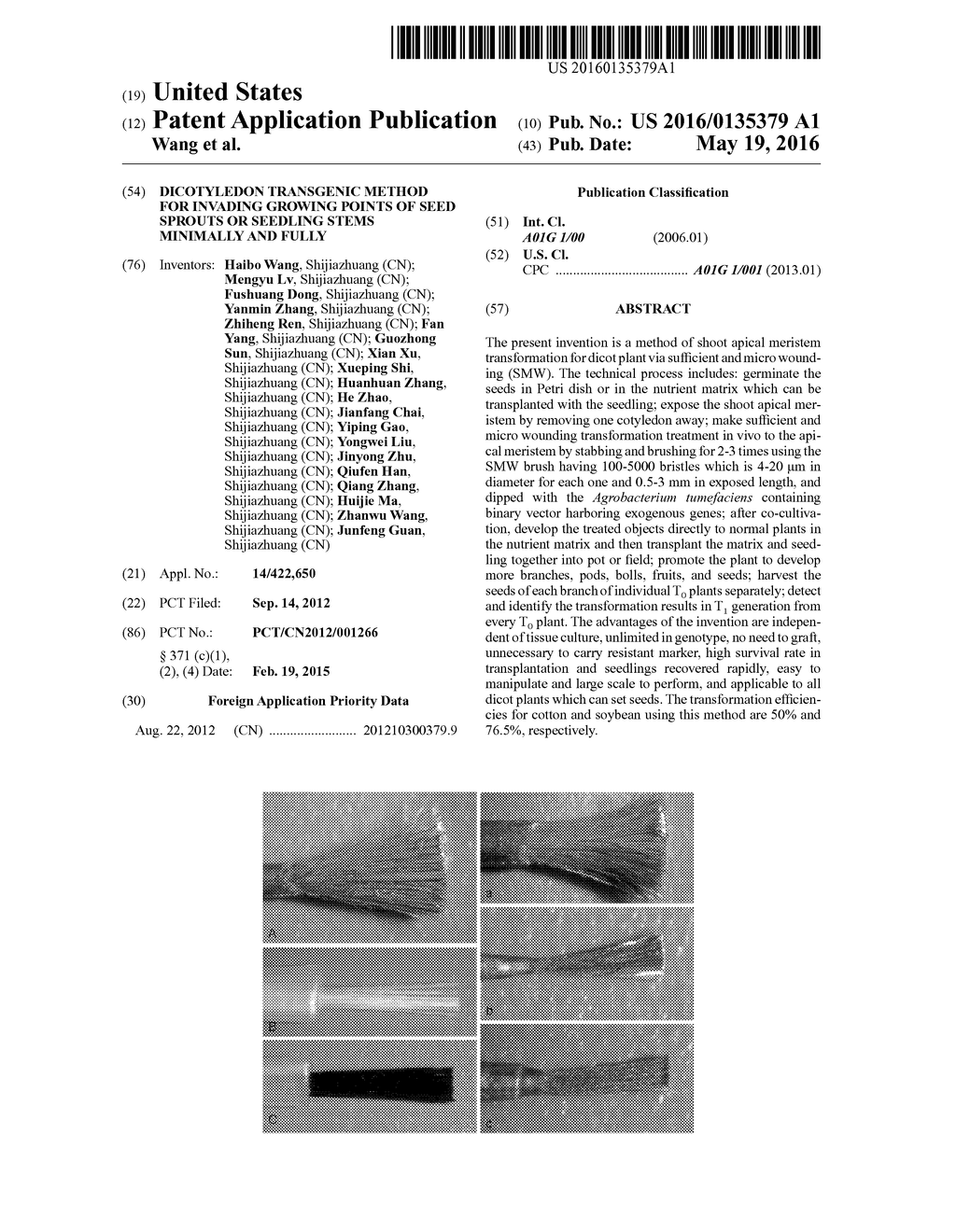 DICOTYLEDON TRANSGENIC METHOD FOR INVADING GROWING POINTS OF SEED SPROUTS     OR SEEDLING STEMS MINIMALLY AND FULLY - diagram, schematic, and image 01