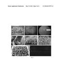 DICOTYLEDON TRANSGENIC METHOD FOR INVADING GROWING POINTS OF SEED SPROUTS     OR SEEDLING STEMS MINIMALLY AND FULLY diagram and image