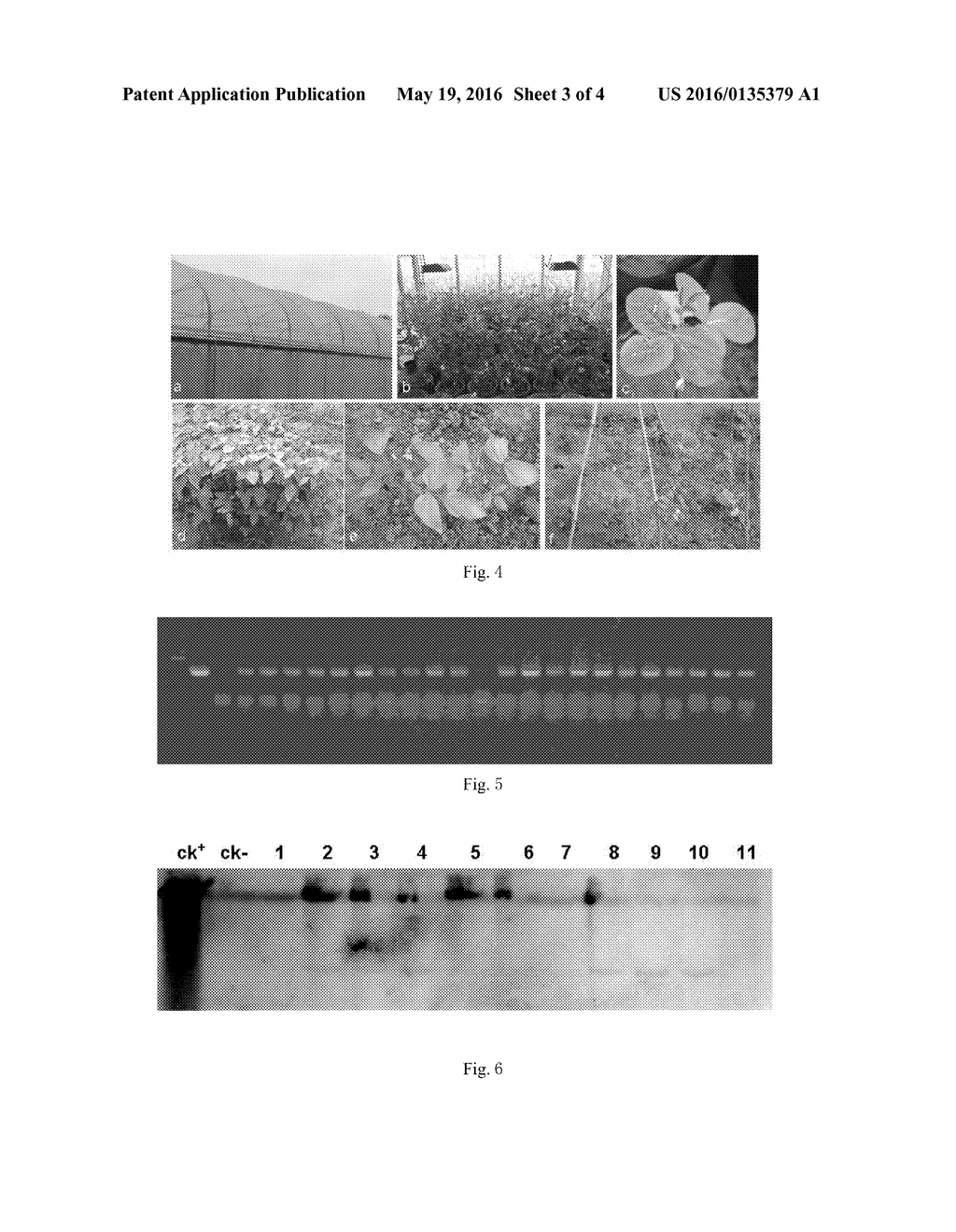 DICOTYLEDON TRANSGENIC METHOD FOR INVADING GROWING POINTS OF SEED SPROUTS     OR SEEDLING STEMS MINIMALLY AND FULLY - diagram, schematic, and image 04