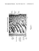 TOPICAL VASOCONSTRICTOR PREPARATIONS AND METHODS FOR PROTECTING CELLS     DURING CANCER CHEMOTHERAPY AND RADIOTHERAPY diagram and image