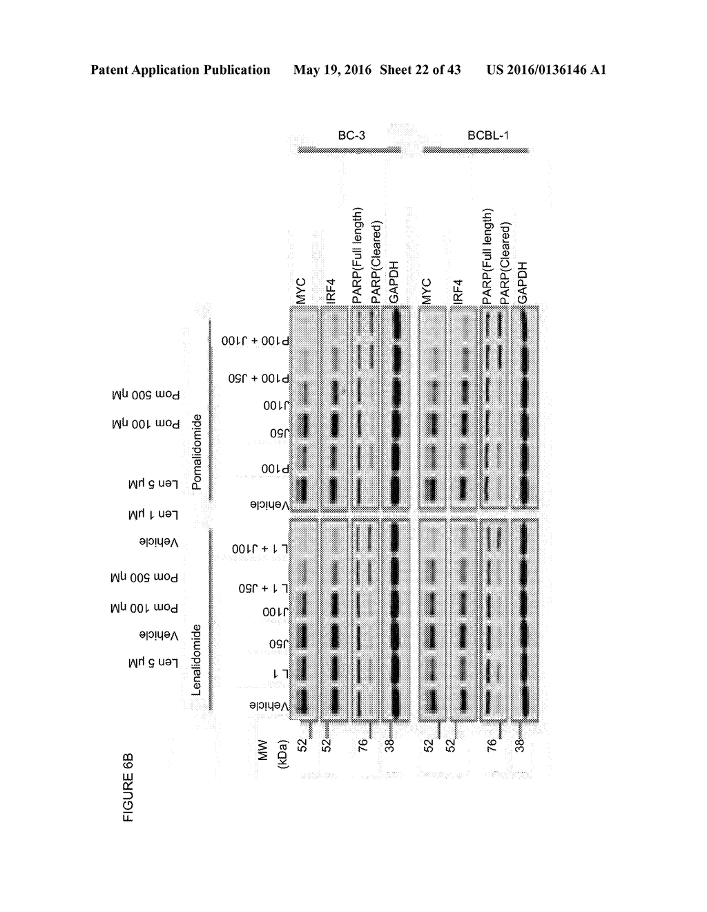 COMPOSITIONS AND METHODS FOR TREATING PRIMARY EFFUSION LYMPHOMA - diagram, schematic, and image 23