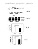 Methods and Compositions for the Treatment of Cancer and Related     Hyperproliferative Disorders diagram and image