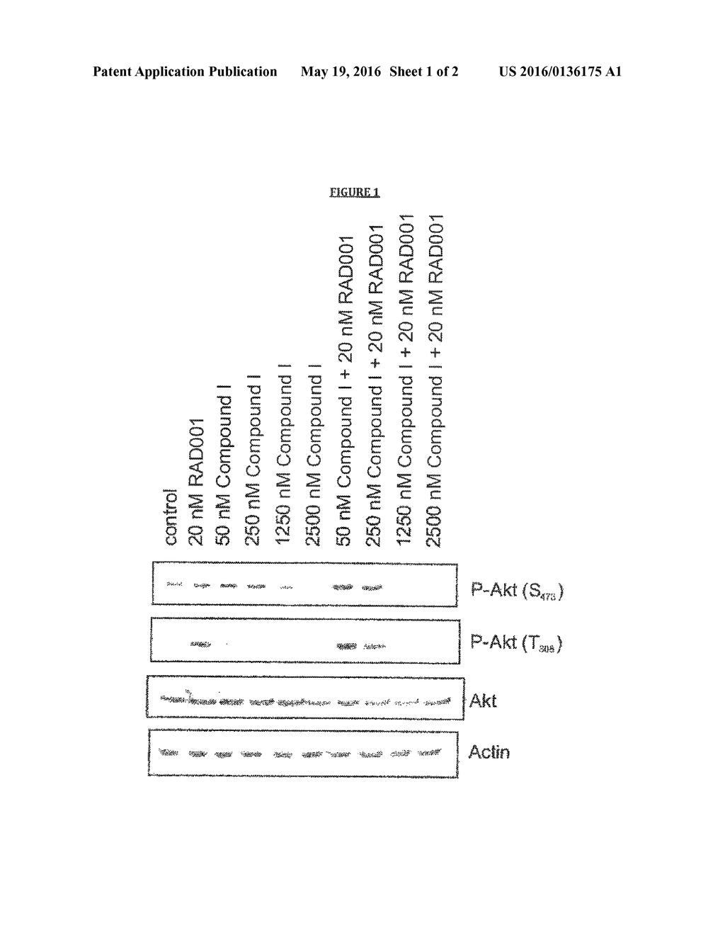 COMBINATION OF A PHOSPHATIDYLINOSITOL-3-KINASE (PI3K) INHIBITOR AND A MTOR     INHIBITOR - diagram, schematic, and image 02