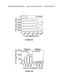 METHODS OF USE FOR IL-22 PROMOTING REJUVENATION OF THYMIC AND BONE MARROW     FUNCTION diagram and image