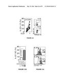 METHODS OF USE FOR IL-22 PROMOTING REJUVENATION OF THYMIC AND BONE MARROW     FUNCTION diagram and image