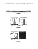 METHODS OF USE FOR IL-22 PROMOTING REJUVENATION OF THYMIC AND BONE MARROW     FUNCTION diagram and image