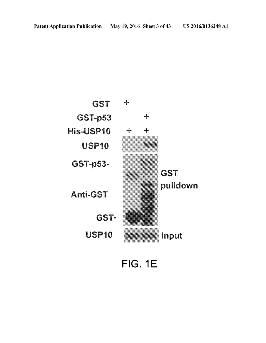 METHODS AND MATERIALS FOR MODULATING DEUBIQUITINASES AND UBIQUITINATED     POLYPEPTIDES - diagram, schematic, and image 04