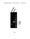 LIVE ATTENUATED VACCINES FOR INFLUENZA VIRUSES diagram and image