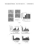 PHARMACEUTICAL COMPOSITION FOR VIRAL IMMUNOTHERAPY AND USES THEREOF diagram and image