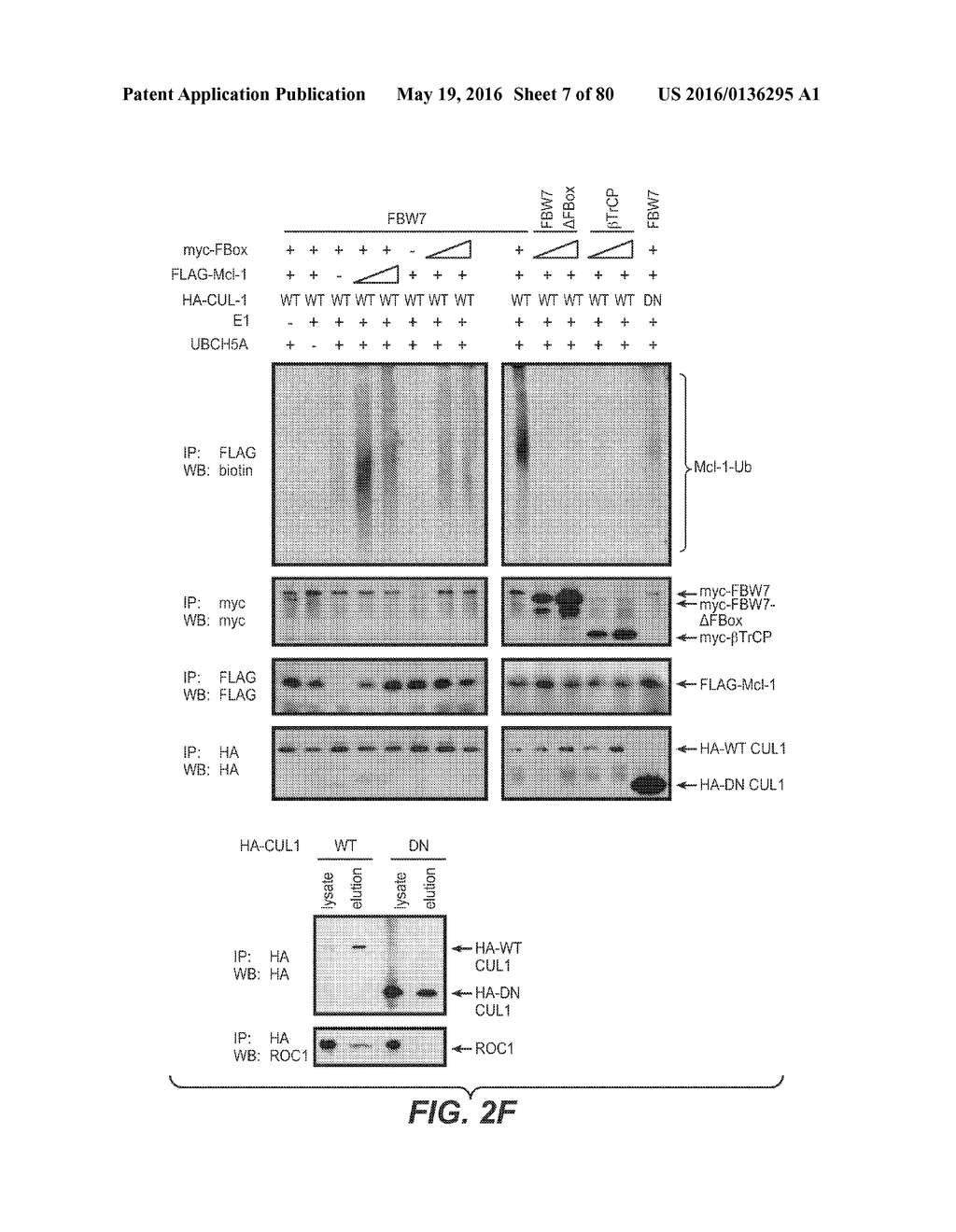 BIOMARKERS FOR TREATMENT WITH ANTI-TUBULIN CHEMOTHERAPEUTIC COMPOUNDS - diagram, schematic, and image 08