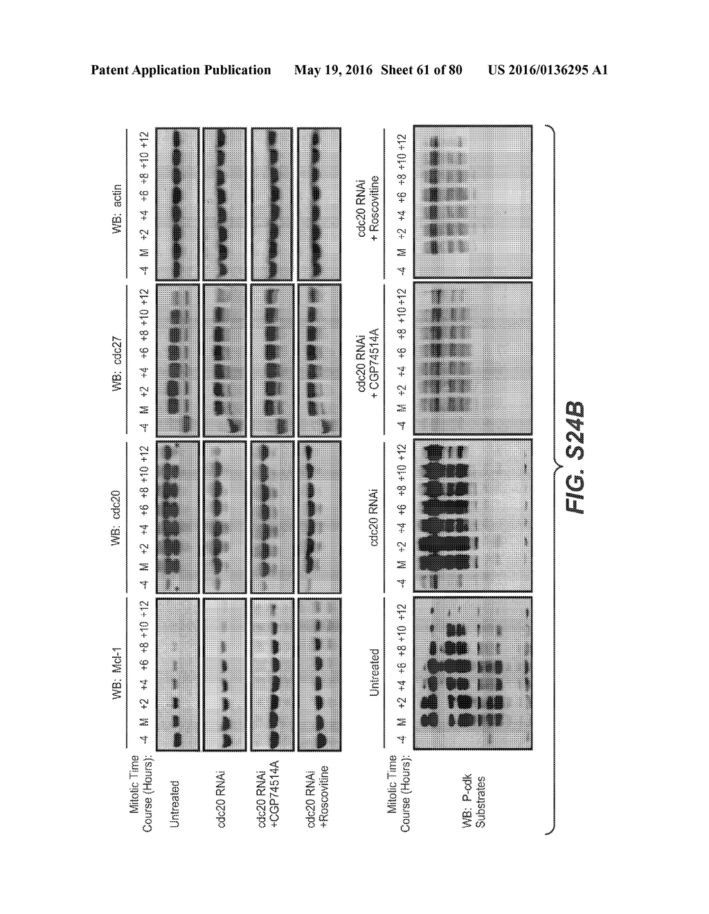 BIOMARKERS FOR TREATMENT WITH ANTI-TUBULIN CHEMOTHERAPEUTIC COMPOUNDS - diagram, schematic, and image 62