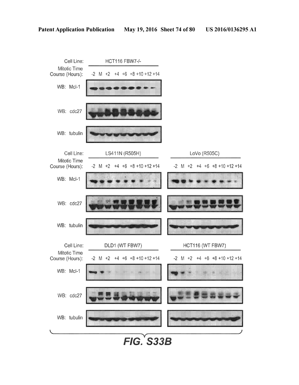 BIOMARKERS FOR TREATMENT WITH ANTI-TUBULIN CHEMOTHERAPEUTIC COMPOUNDS - diagram, schematic, and image 75