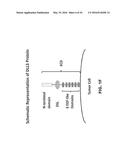 METHODS OF MAKING DLL3 ANTIBODY DRUG CONJUGATES diagram and image