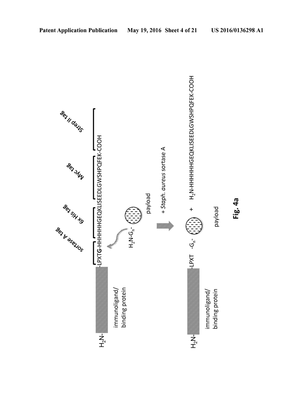 METHOD OF PRODUCING AN IMMUNOLIGAND/PAYLOAD CONJUGATE - diagram, schematic, and image 05