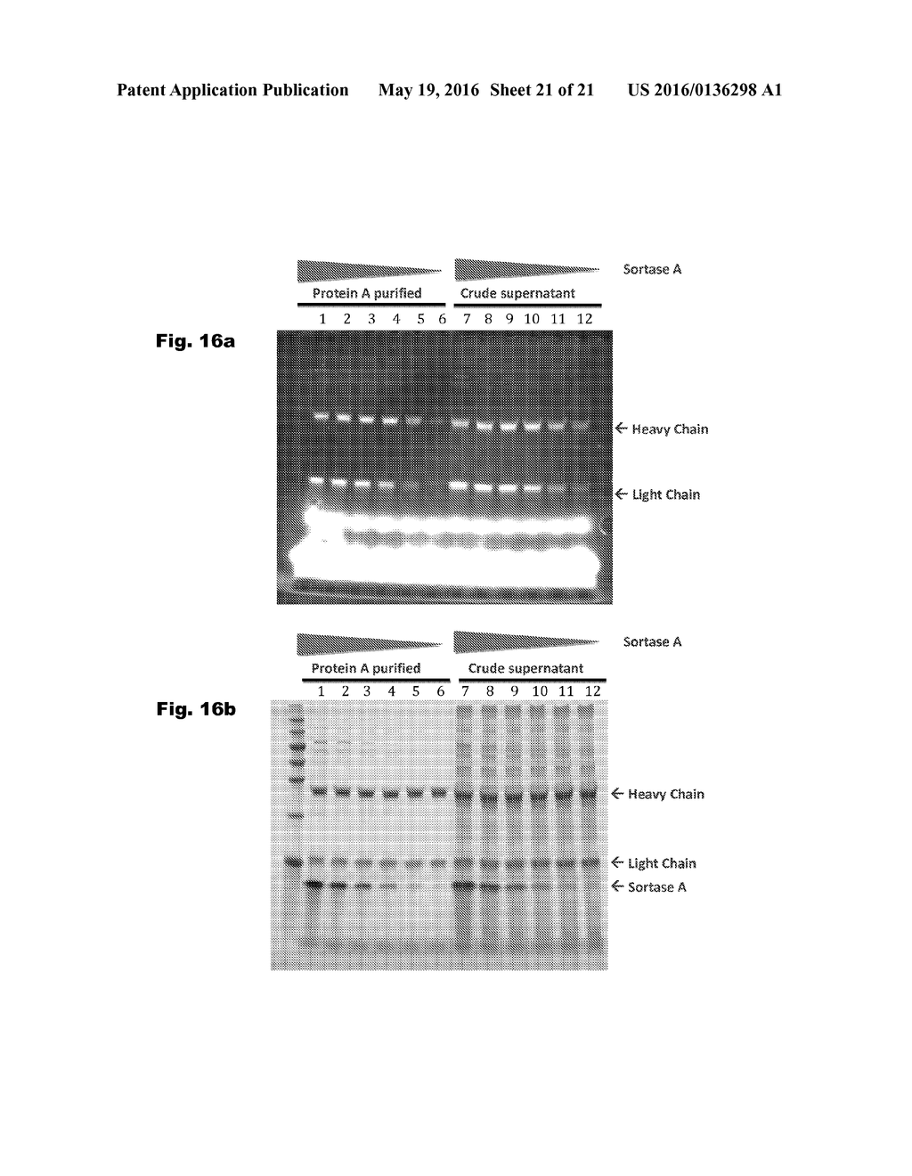 METHOD OF PRODUCING AN IMMUNOLIGAND/PAYLOAD CONJUGATE - diagram, schematic, and image 22