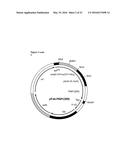 BIOSYNTHETIC PROLINE/ALANINE RANDOM COIL POLYPEPTIDES AND THEIR USES diagram and image